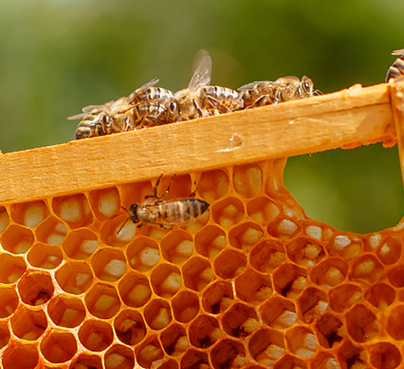  Bees on a honeycomb