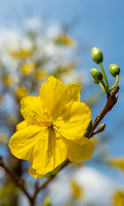 yellow flower