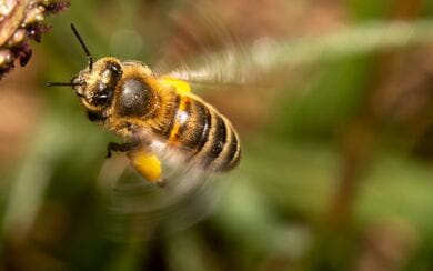 A honey bee hovering by a plant