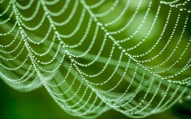 A close-up of an orderly spiderweb covered with dewdrops against a backdrop of greenery
