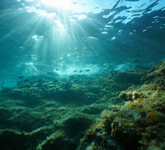 The ocean floor with green plant life and beams of sunlight shining down from the surface