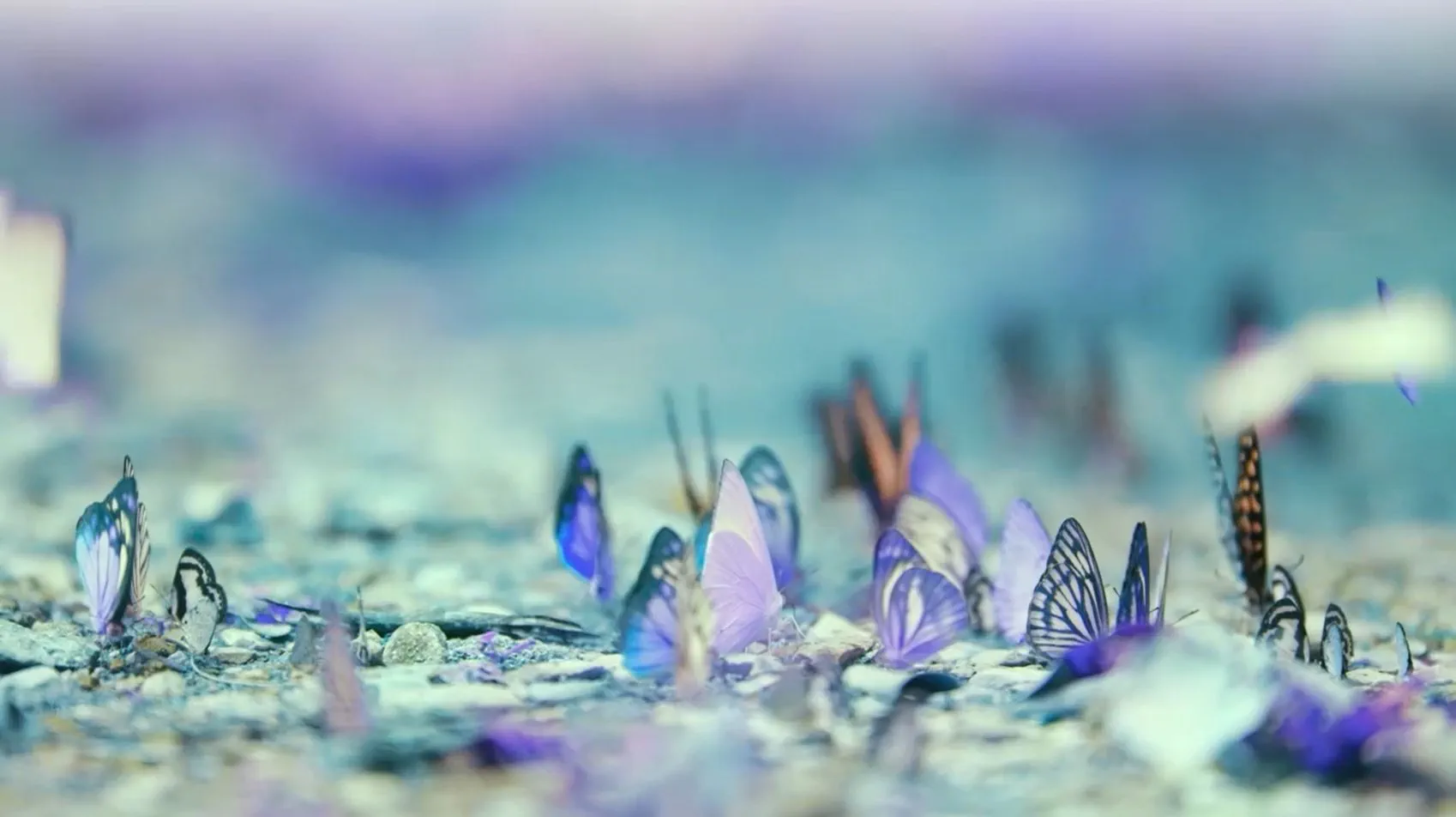 Butterflies flutter gracefully in a mystical, enchanted forest, surrounded by ethereal light