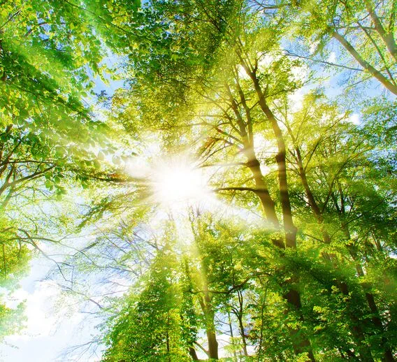 Sun shining through treetops