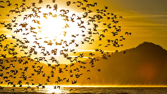 Flock of birds against a sunset