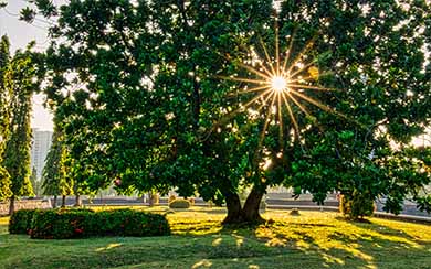 Sunlight peeking through the leaves of a large tree in a well-tended park.
